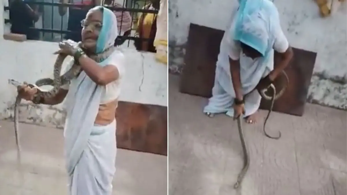 Grandmother Snake Video