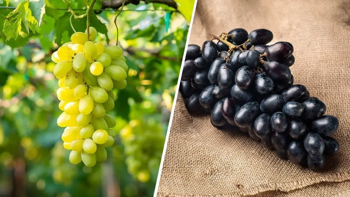 Black Grapes Or Green Grapes, Which Ones Are Healthier? Grapes are found in black and green variety