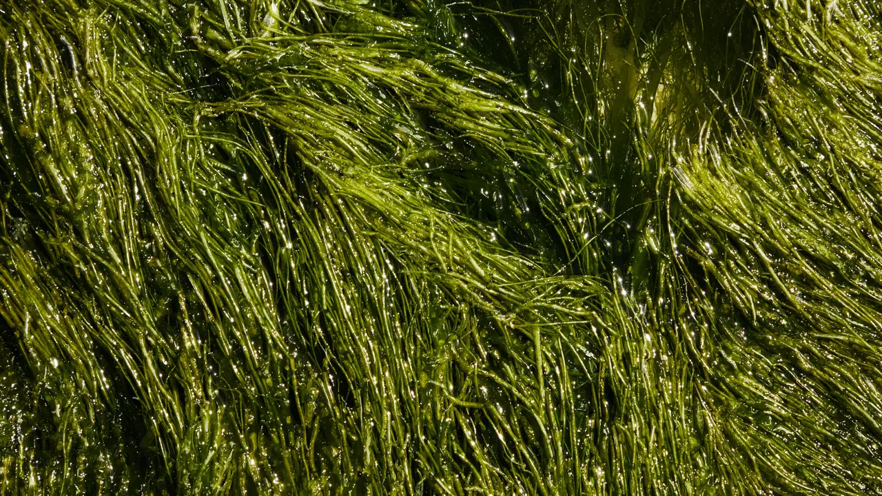 Algae’s Hidden Beauty Benefits: Soothe Irritated Skin Naturally Green algae placed in water