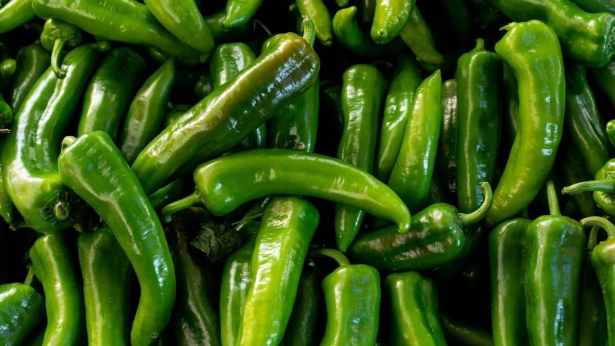 Green Chilli 
