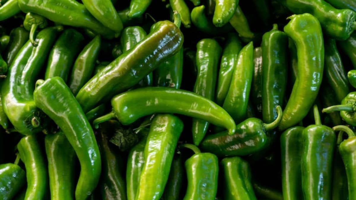 green chilli storage tips