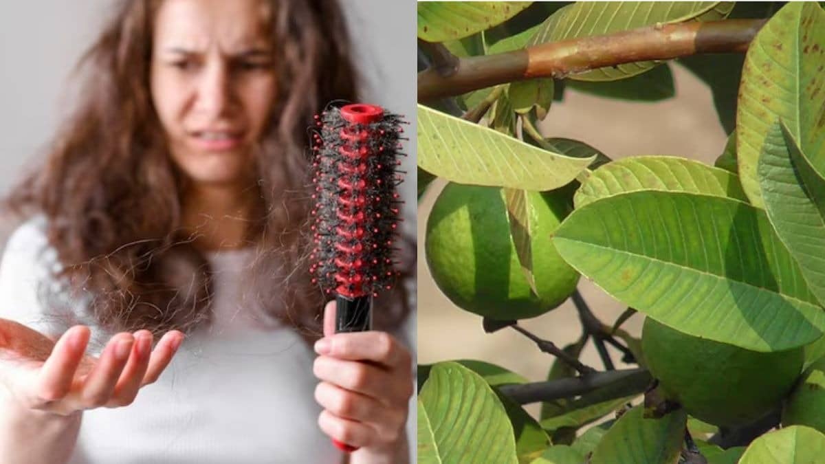 Guava Leaves For Hair