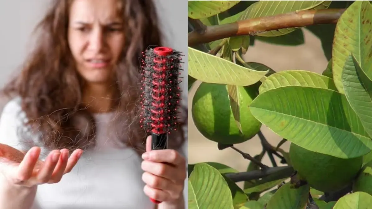 Guava Leaves For Hair: झड़ते और रूखे बालों से हैं परेशान? तो लगाएं अमरूद के पत्तों का पेस्ट; जानें लगाने का सही तरीका Guava Leaves For Hair