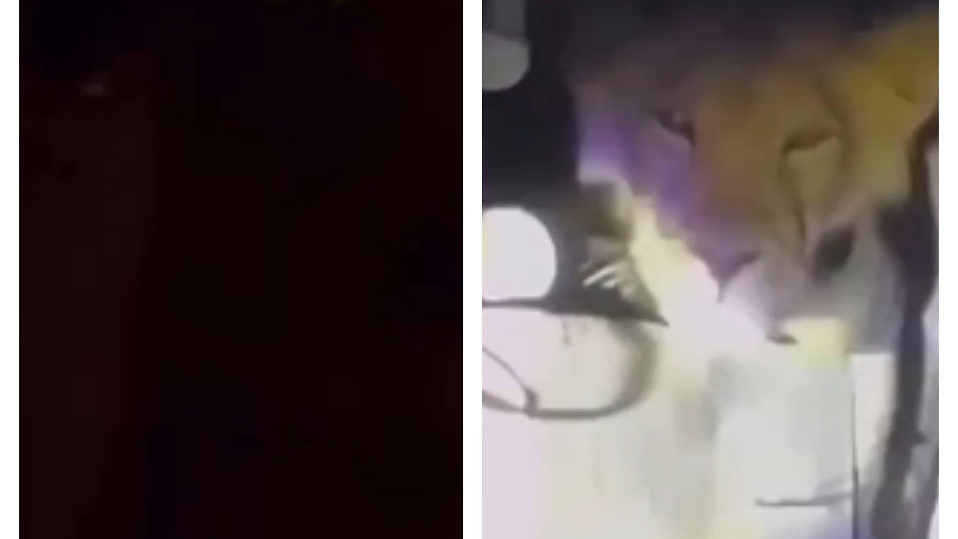 Gujarat Video Of Lion Lost in Kitchen Sparks Big Question