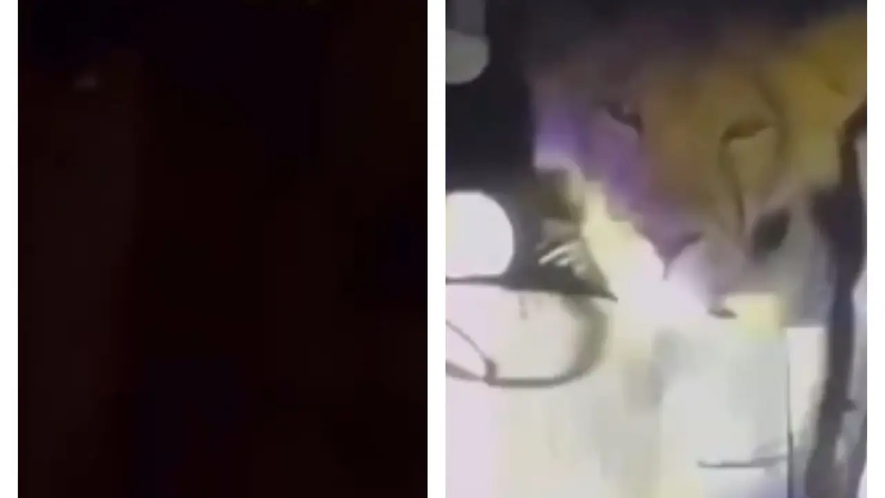 Gujarat Video Of Lion Lost in Kitchen Sparks Big Question