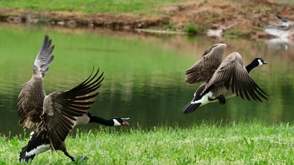 H5N1 outbreak in US.