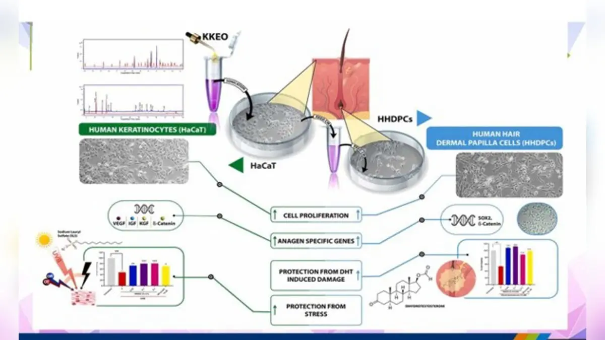 Hair Growth–Promoting Effects of Kesh Kanti Hair Expert Oil Are Mediated Through Keratinocyte Proliferation And Modulation of Follicular Microenvironment