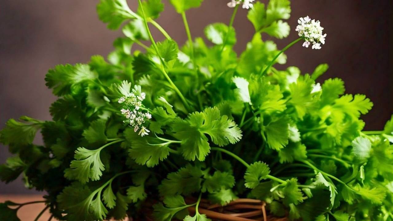 hara dhaniya vegetable