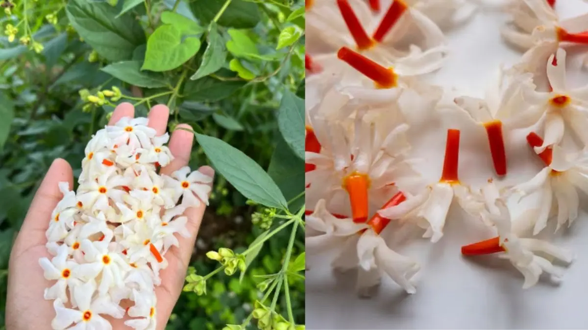 Harsingar Plant Care