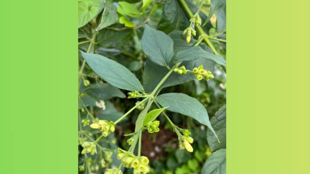 Description of the pic