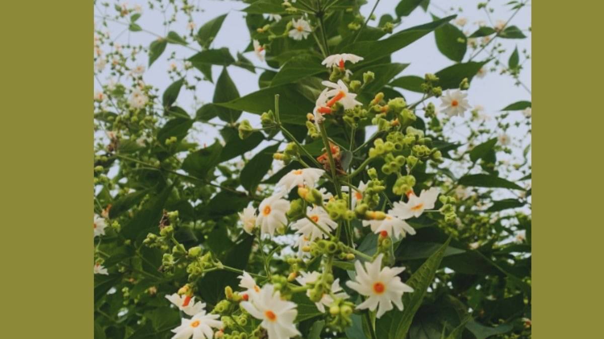 Description of the pic