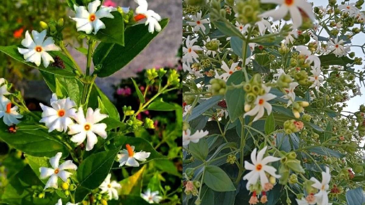 Description of the pic