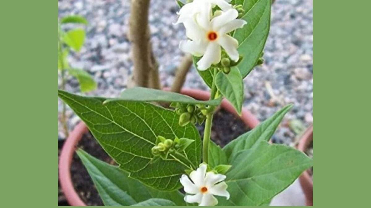 Description of the pic