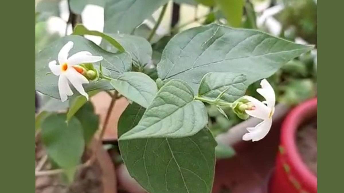 Description of the pic