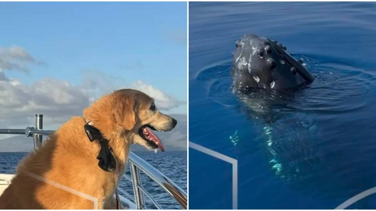 Hawaii Captain Captures Heartwarming Moment of Dog Greeting Humpback Whale