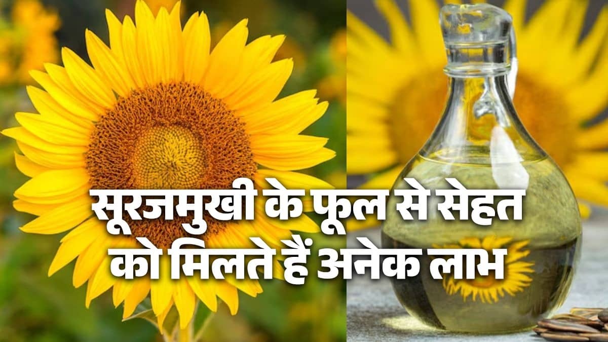 Sun Flower Health Benefits: Sunflower flower works like Sanjeevani herb for health, know the method of consumption and its benefits. Sun Flower Health Benefits: Sunflower flower works like Sanjeevani herb for health, know the method of consumption and its benefits.