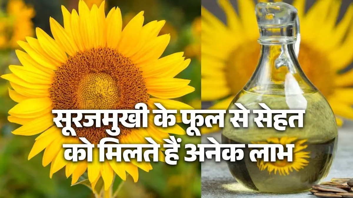 health-benefits-of-edible-sun-flower-oil-surajmukhi-ke-fayde