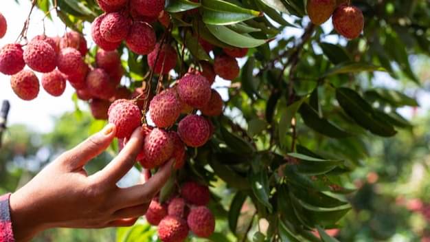 Description of the pic