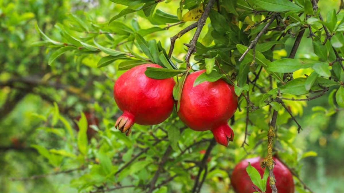 Description of the pic