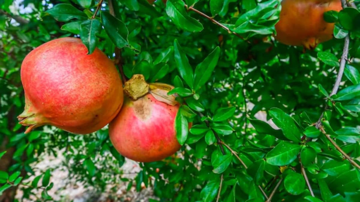 Description of the pic