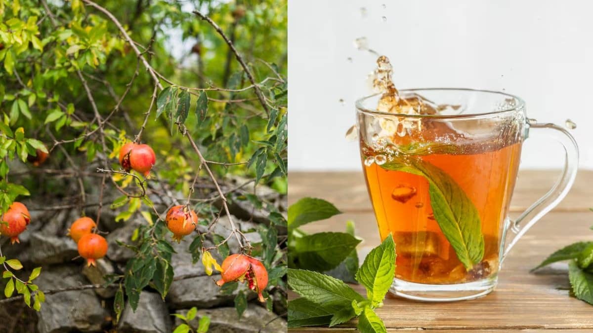 Description of the pic