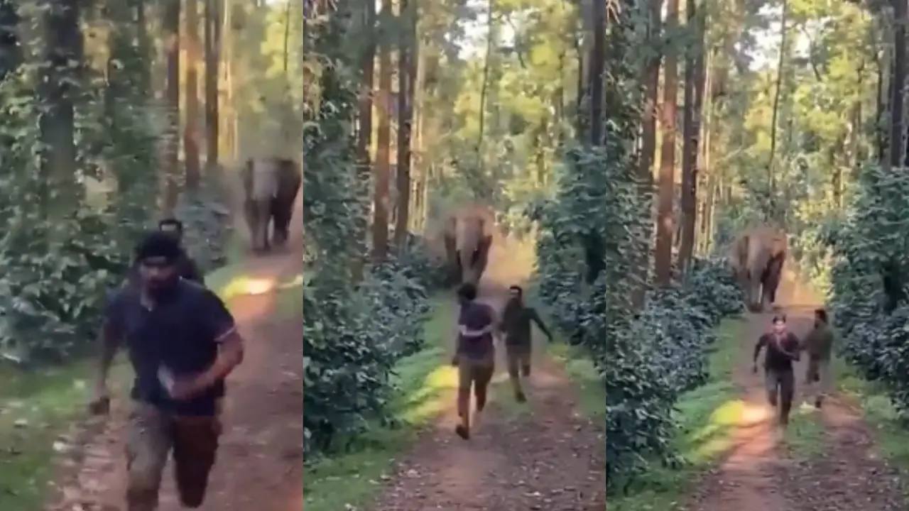 Heart-pounding Video Shows Giant Elephant Charging at Two Men in Karnataka's Hassan | WATCH