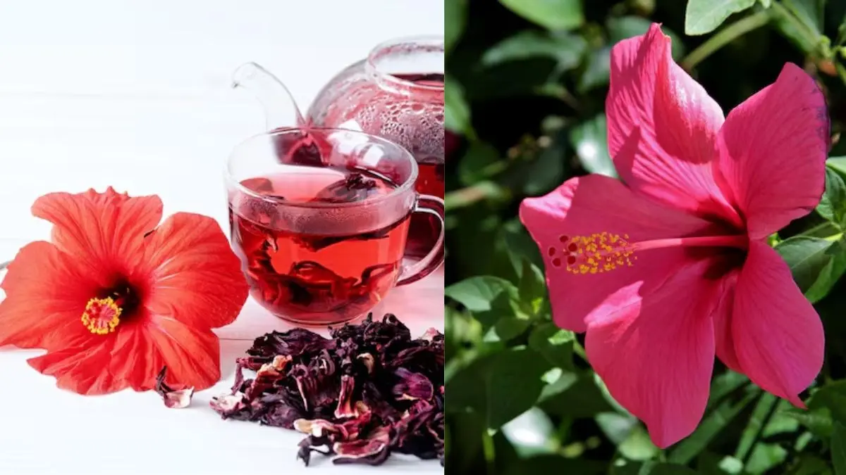 Hibiscus Tea Benefits