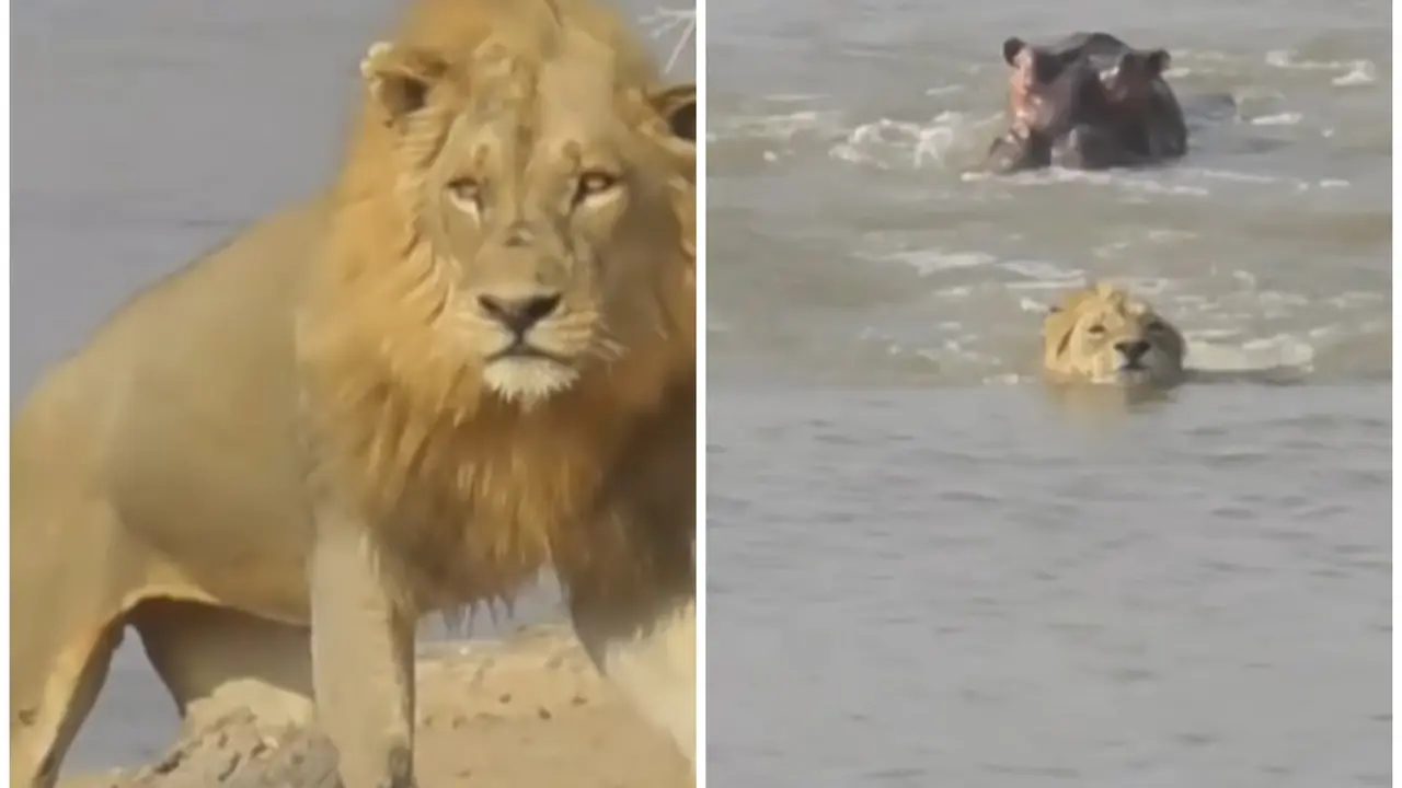 Hippo Attacks Lion in Luangwa River, Big Cat Runs to Save Life | WATCH Hippo Attacks Lion