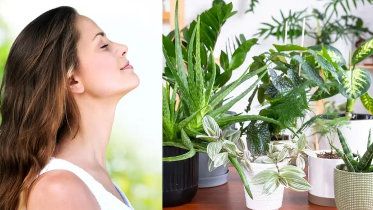 home plants to protect yourself from pollution natural ways to purify air