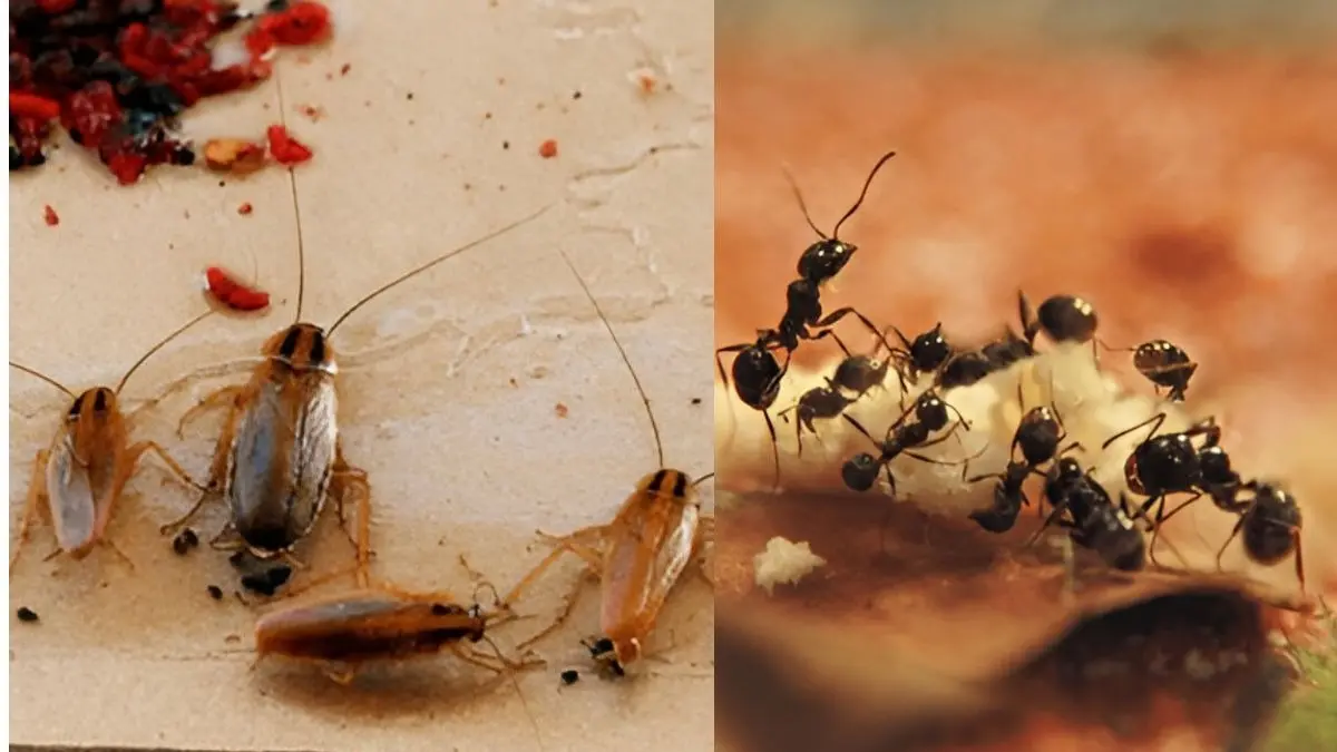 home remedies to get rid of cockroaches and ants during monsoon or rainy season