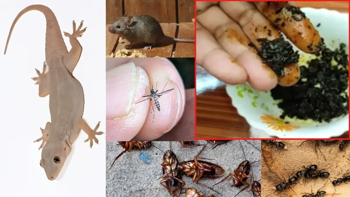 Home Remedy Lizard, ant, cockroach, Mosquito and rat