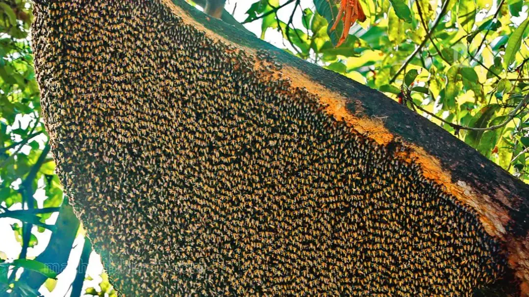30 Students and Teachers Injured in Honeybee Attack at Kendrapara School in Odisha Honeybees