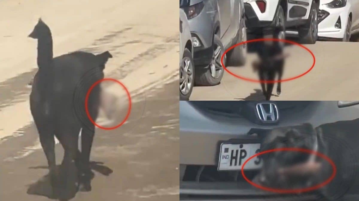 Horrific Video Shows Dog Carrying Amputated Human Leg In Its Mouth In Shimla | WATCH