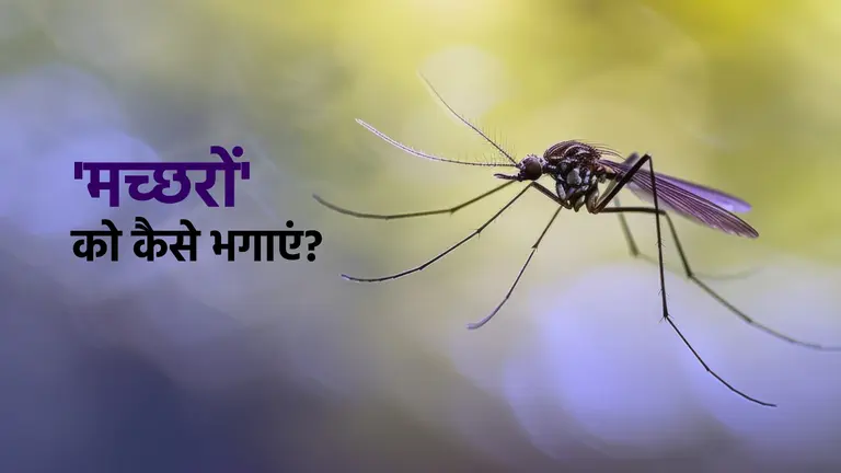 मात्र 1 रुपये की इस चीज से मच्छर और छोटे कीड़े घर से होंगे बाहर, आप सोएंगे चैन की नींद How do I get rid of mosquitoes fast at home?