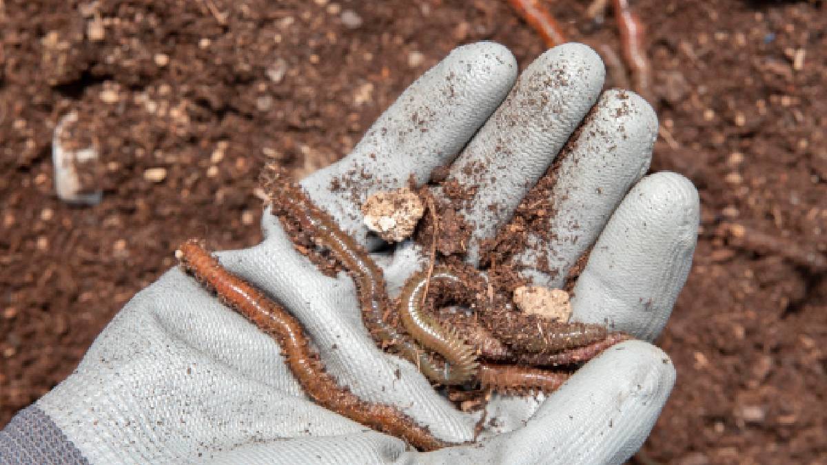 Description of the pic