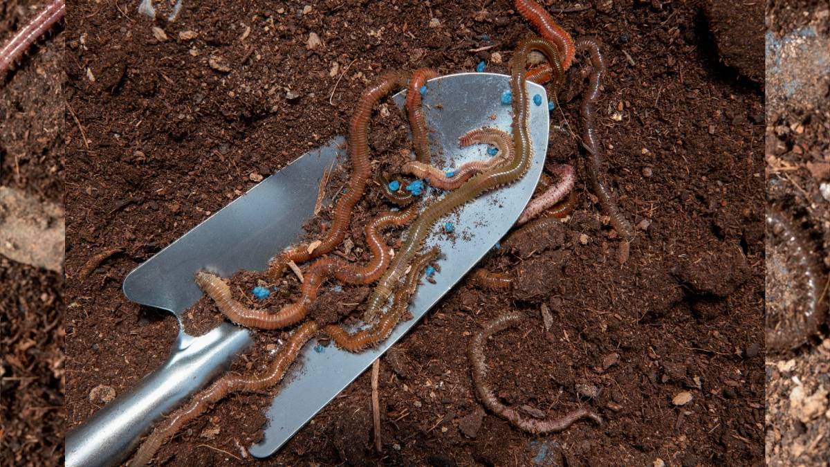 Description of the pic