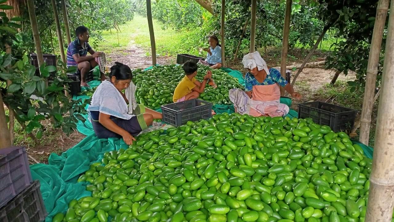 ‘Kaji Nemu’ Goes Global: This Secret ‘Lemon’ Is Transforming Future Of Assam’s Farmers