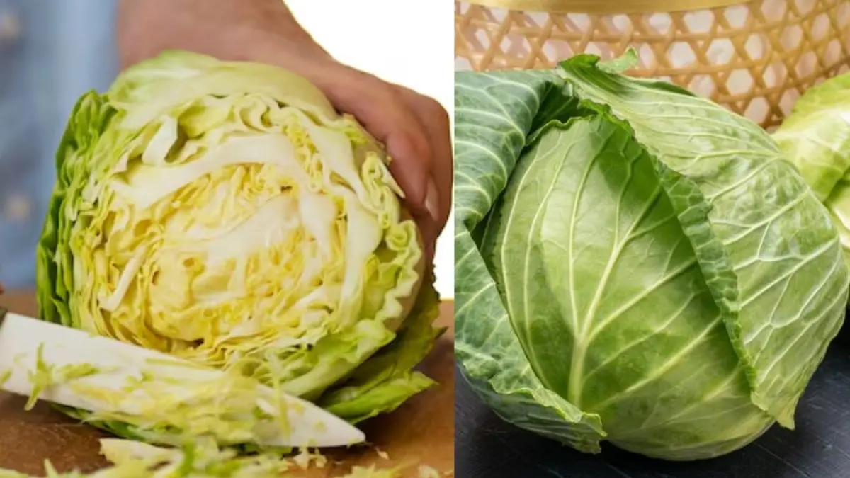 how to buy cabbage patta gobhi kharidne ke tips also know health benefits