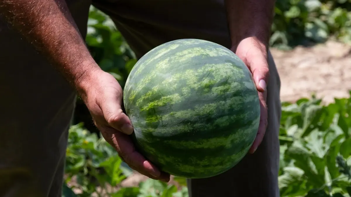 How to check purity of watermelon?