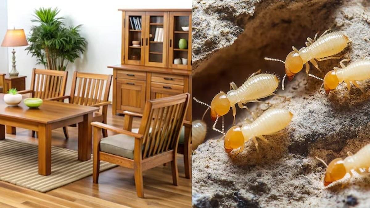 how to clean old wooden furniture to avoid termites at home will look new without using water