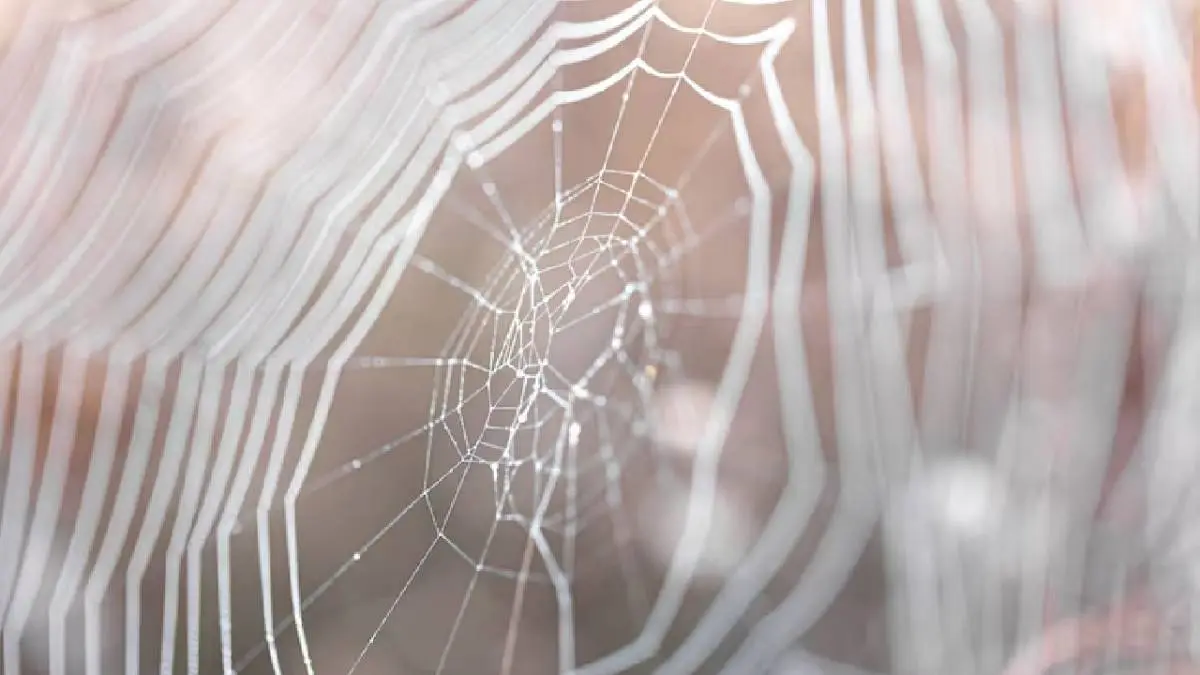 How To Clean Spider Webs