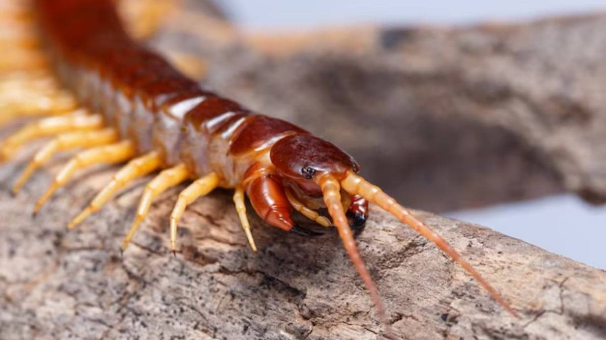 how to get rid of centipede from drainage area kankhajura bhagane ka asan upay
