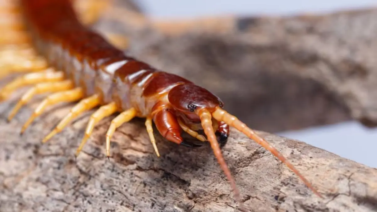 how to get rid of centipede from drainage area kankhajura bhagane ka asan upay