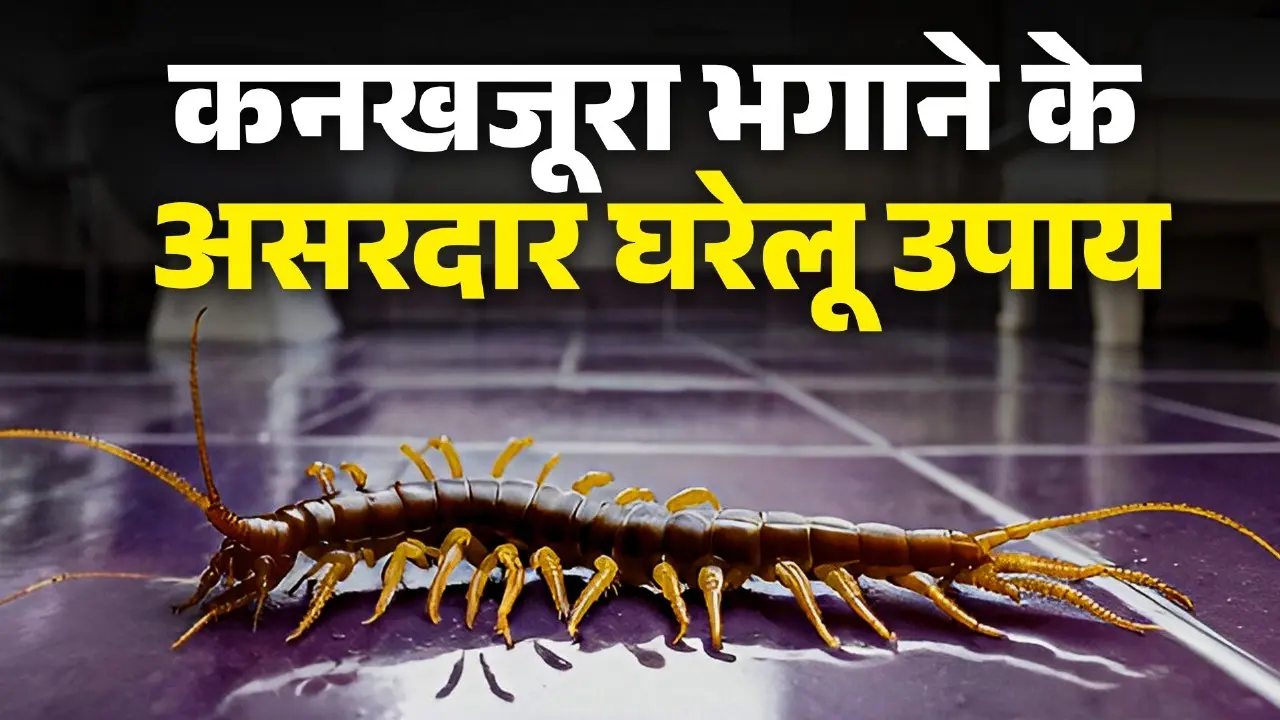 how to get rid of centipede from home permanently