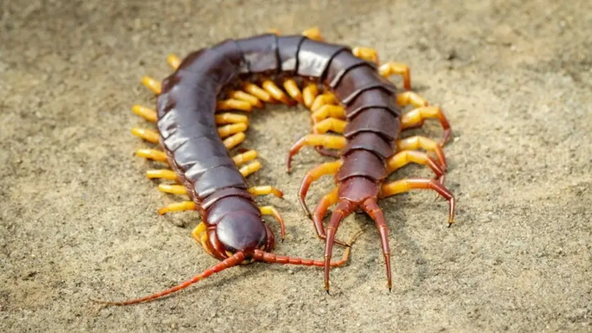 how to get rid of centipedes aka kankhajure or Kankhajura Se Chhutkara Kaise Paye