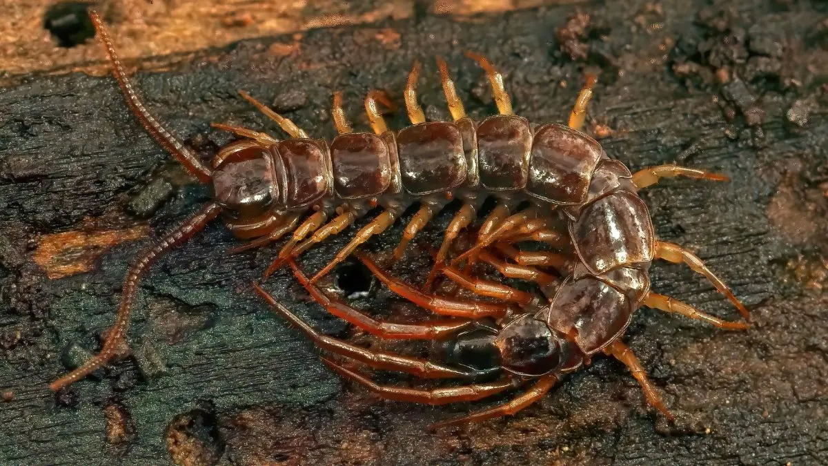 how to get rid of centipedes or kankhajura bhagane ke upay