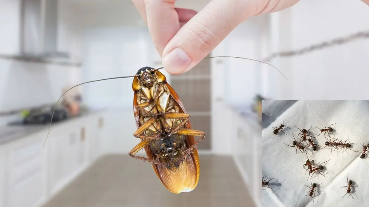 How To Get Rid Of Cockroaches and Ants