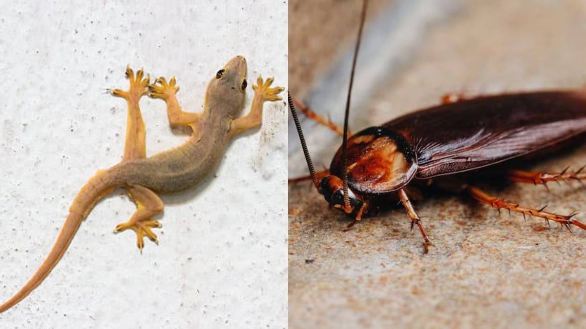 how to get rid of cockroaches and lizards