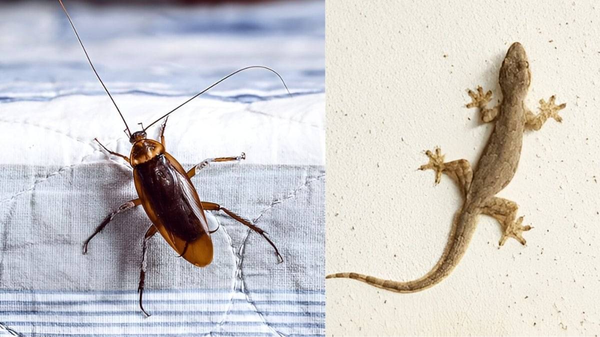 how to get rid of cockroaches and lizards permanently at home
