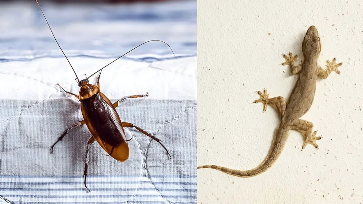 Lizards: घर में छिपकली और कॉकरोच ने डाल रखा है डेरा? मुफ्त में अपनाएं ये 5 उपाय, हो जाएगा पूरे कुनबे का सफाया how to get rid of cockroaches and lizards permanently at home